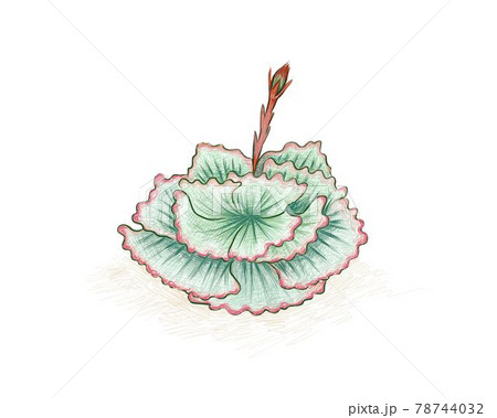 Hand Drawn Sketch of Echeveria Succulent 78744032