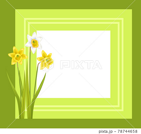 Greeting Card with Framing Daffodil Narcissus Bulbous 78744658