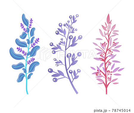 Wild Aromatic Herbs with Blossom and Small Berries 78745014