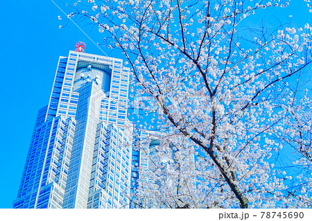 【東京の都市風景】東京都庁と桜 78745690