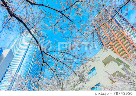 【東京の都市風景】六本木さくら坂の桜 【東京の都市風景】六本木さくら坂の桜 78745950