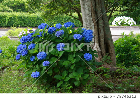公園に咲く青い紫陽花 公園に咲く青い紫陽花 78746212