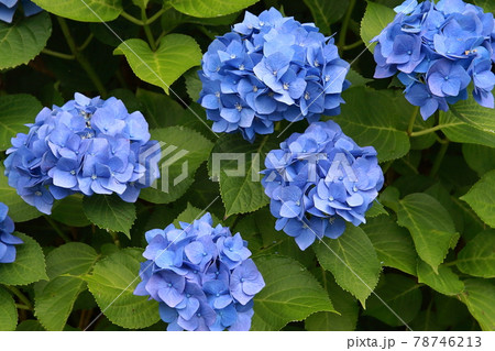 公園に咲く青い紫陽花 公園に咲く青い紫陽花 78746213