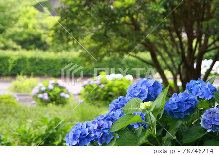 公園に咲く青い紫陽花 78746214