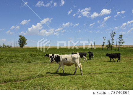 Steers fed on pasture, La Pampa, Argentina 78746864