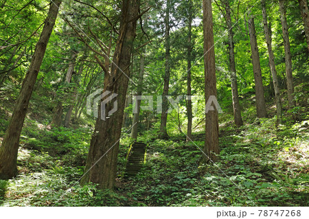 愛宕山の樹林を登る 福島県南会津町 愛宕山の樹林を登る 福島県南会津町 78747268