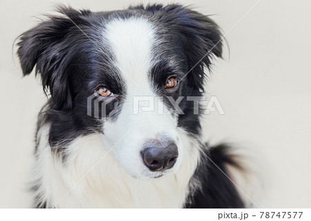 Funny studio portrait of cute smiling puppy dog border collie isolated on white background. New lovely member of family little dog gazing and waiting for reward. Pet care and animals concept. 78747577