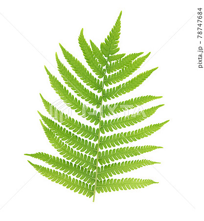 One fern leaf isolated on white background. 78747684