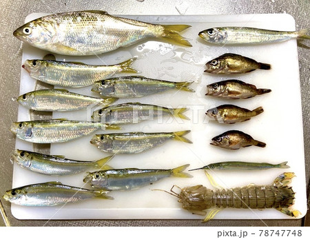 魚 釣り 釣果 シャコ 魚 釣り 釣果 シャコ 78747748