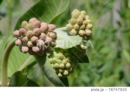 Springtime showy milkweed or Asclepias speciosa buds and leaves about to open 78747920