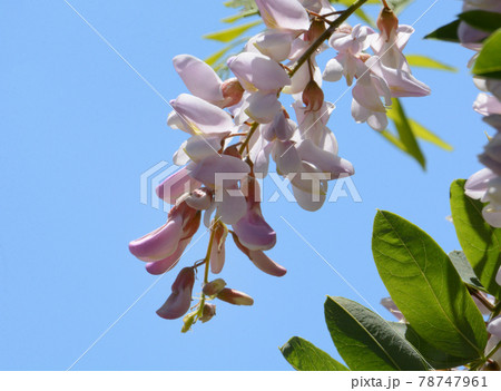 Springtime pink Robinia flowers in bloom and leaves against blue sky Springtime pink Robinia flowers in bloom and leaves against blue sky 78747961