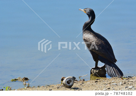 Double crested cormorant bird perched on rock at lake edge with discarded aluminum can on shore 78748102