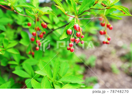満開のサラサドウダンツツジ 78748270