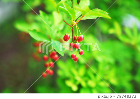 満開のサラサドウダンツツジ 満開のサラサドウダンツツジ 78748272