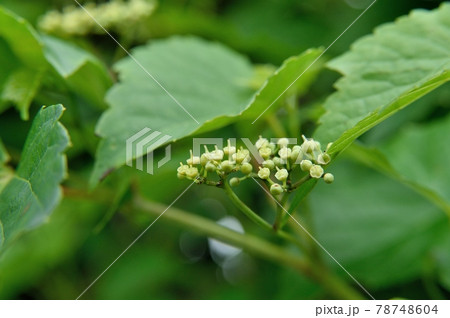 ノブドウの花 ノブドウの花 78748604