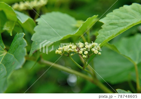 ノブドウの花 78748605