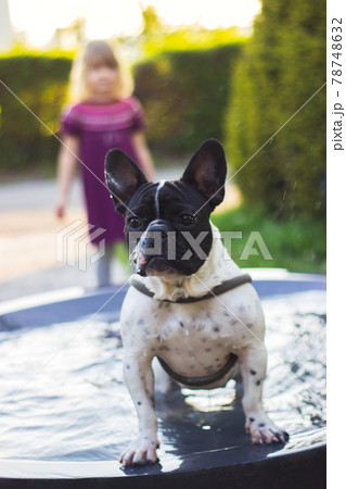 Cute french bulldog having a bath in the city fountain on a hot spring day Cute french bulldog having a bath in the city fountain on a hot spring day 78748632