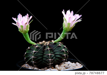 close up blooming flower of gymnocalycium lb2178 cactus 78748677