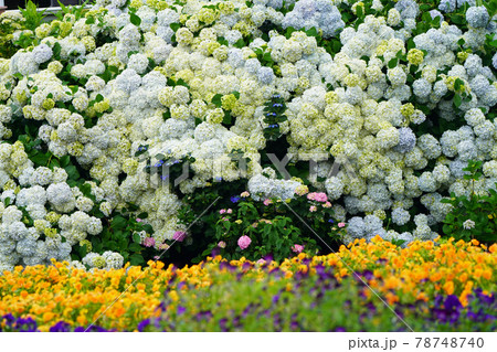 紫陽花597 紫陽花597 78748740