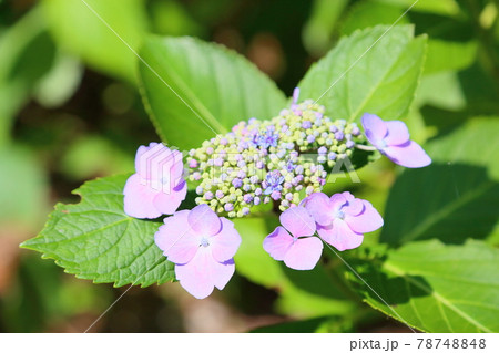 ガクアジサイの花 78748848