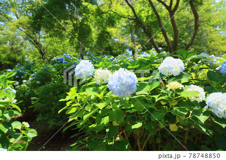 アジサイの花 アジサイの花 78748850