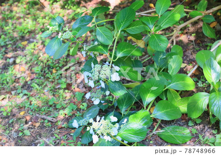 ガクアジサイの花 ガクアジサイの花 78748966