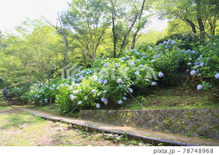 アジサイの花 アジサイの花 78748968