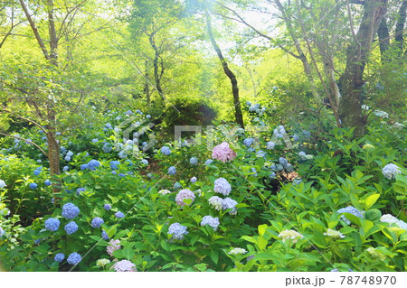 アジサイの花 アジサイの花 78748970