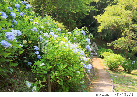 アジサイの花 78748971