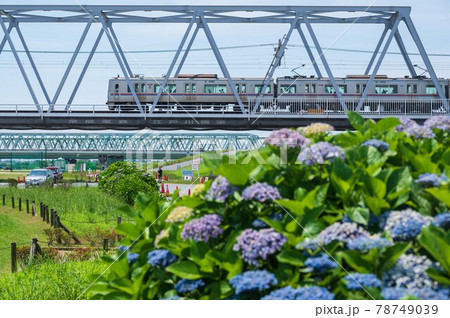 紫陽花と京成線電車 紫陽花と京成線電車 78749039