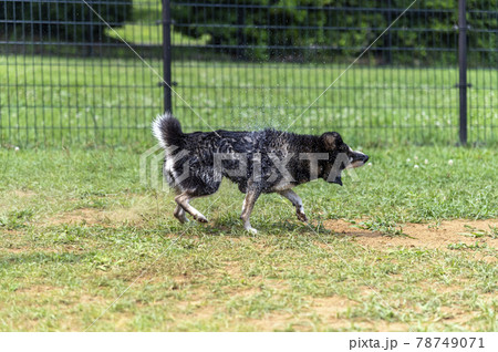 身震いして水飛沫を飛ばす黒柴の写真素材