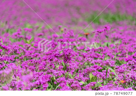 コマチソウの花畑 78749077