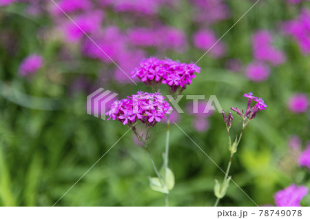 コマチソウ 78749078