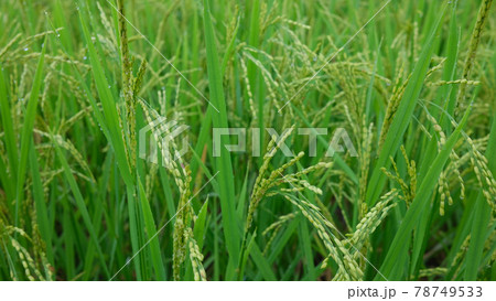 Paddy field or rice field. Closeup of yellow paddy rice field in autumn. Royalty high-quality free stock image of beautiful close up of organic rice fields or paddy field in Vietnam, Asia 78749533