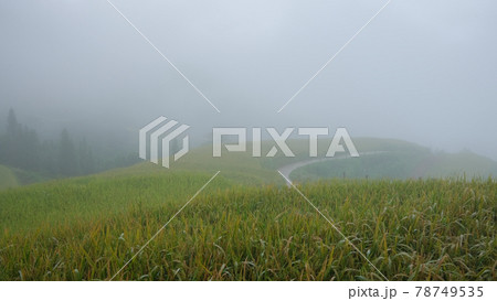 Paddy field or rice field. Closeup of yellow paddy rice field in autumn. Royalty high-quality free stock image of beautiful close up of organic rice fields or paddy field in Vietnam, Asia 78749535