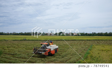 The farmer is working in the field with a harvester. Kombain collects on the rice field crop. Agricultural machinery in the field, people use the industrial reaper, combine Harvester cut rice plants The farmer is working in the field with a harvester. Kombain collects on the rice field crop. Agricultural machinery in the field, people use the industrial reaper, combine Harvester cut rice plants 78749541