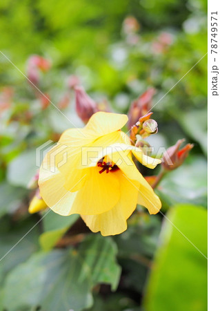 沖縄 オオハマボウの花 78749571