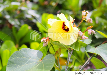 沖縄 オオハマボウの花 78749572