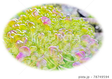 新緑の中で朝日を浴びて生き生きとした青紫赤紫ピンク色の花「アジサイ」水彩画風 絵手紙 新緑の中で朝日を浴びて生き生きとした青紫赤紫ピンク色の花「アジサイ」水彩画風 絵手紙 78749594