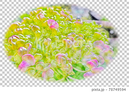 新緑の中で朝日を浴びて生き生きとした青紫赤紫ピンク色の花「アジサイ」水彩画風 絵手紙 新緑の中で朝日を浴びて生き生きとした青紫赤紫ピンク色の花「アジサイ」水彩画風 絵手紙 78749594