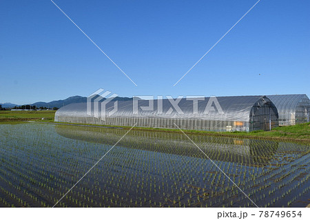 ビニールハウスと田園風景 ビニールハウスと田園風景 78749654