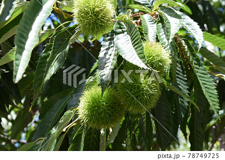 実ってきた栗のイガ 78749725