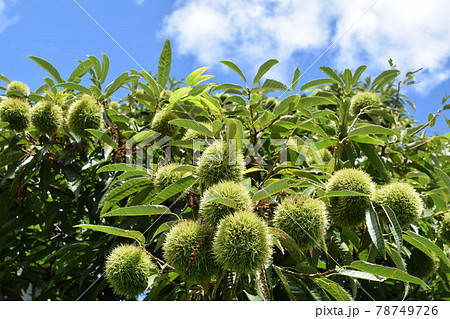 実ってきた栗のイガ 78749726