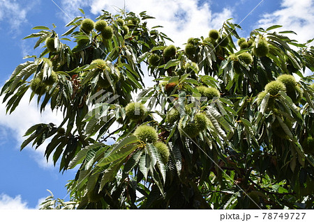 実ってきた栗のイガ 78749727