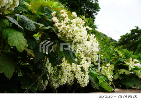 カシワバアジサイ八重　Oakleaf hydrangea 78749820