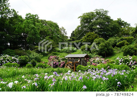 しょうぶ園 Iris Garden しょうぶ園 Iris Garden 78749824