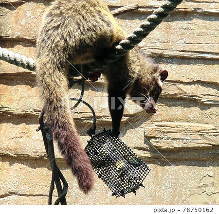 ハクビシン 78750162