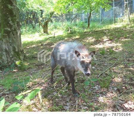 カモシカ 78750164