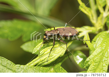 ニワハンミョウ 78750712