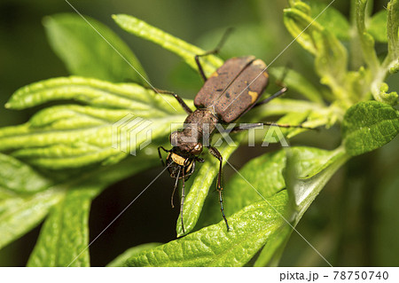 ニワハンミョウ 78750740